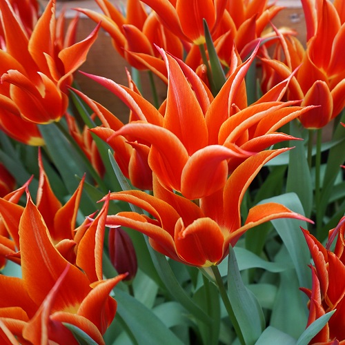 Tulip Bulbs - Aladdin